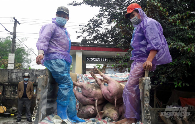 Sau hơn 1 năm bị dịch tả lợn châu Phi 'tấn công', Thanh Hóa đã tiêu hủy gần 14,4 nghìn tấn lợn. Ảnh: Võ Dũng.