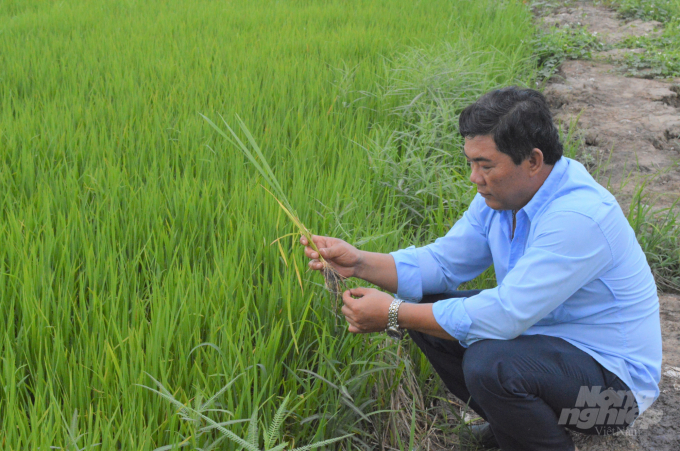 Ông Phan Văn Nhơn, Chủ tịch HĐQT, Giám đốc HTX Dịch vụ Thương mại Bình Hòa, kiểm tra sự phát triển của ruộng lúa vụ hè thu 2020. Ảnh: Hoàng Vũ.