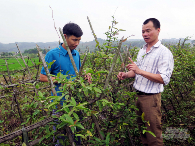 Hướng trồng cây dược liệu hứa hẹn triển vọng đối với HTX Tiền Nguyên. Ảnh: Đồng Văn Thưởng.