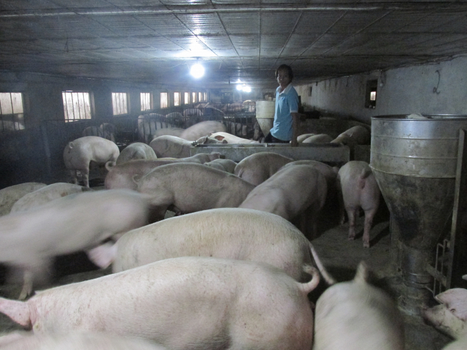 Một trang trại lợn ở Hưng Yên sau bão dịch.