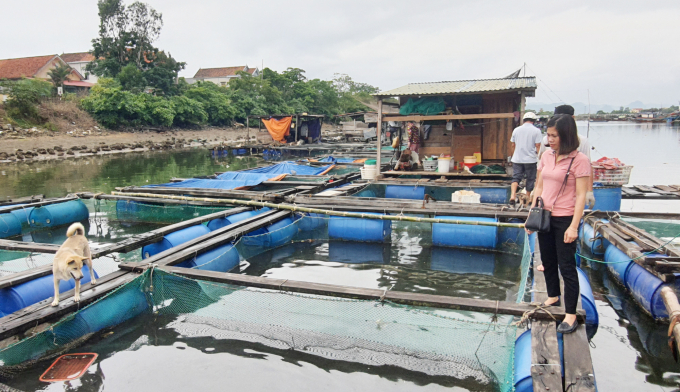 Phát triển nuôi cá lồng ven sông Gianh là một thế mạnh ở vùng cồn bãi Quảng Lộc. Ảnh: Tâm Phùng.