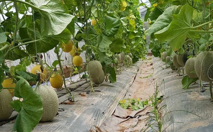 Thành công với trồng dưa trong nhà kính, anh Hưng thu lãi hàng trăm triệu đồng từ dưa lưới. Ảnh: Đinh Mười.