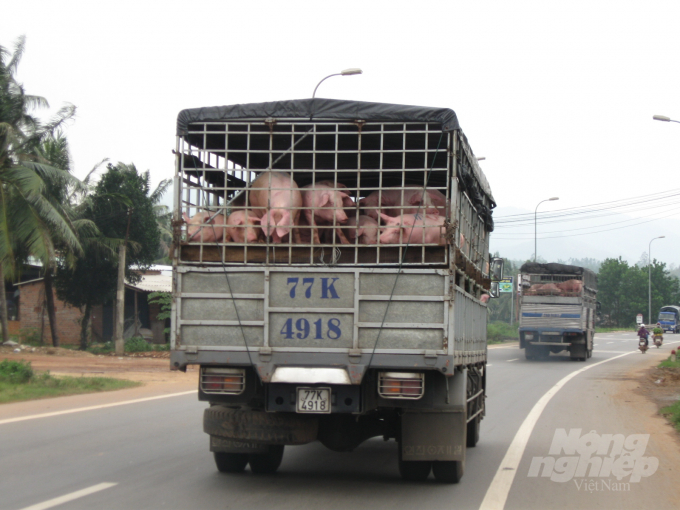 Sản lượng thịt heo hơi xuất chuồng trong 6 tháng đầu năm 2020 tại Bình Định ước đạt 53.323 tấn, bằng 93,2% so cùng kỳ. Ảnh: Vũ Đình Thung.
