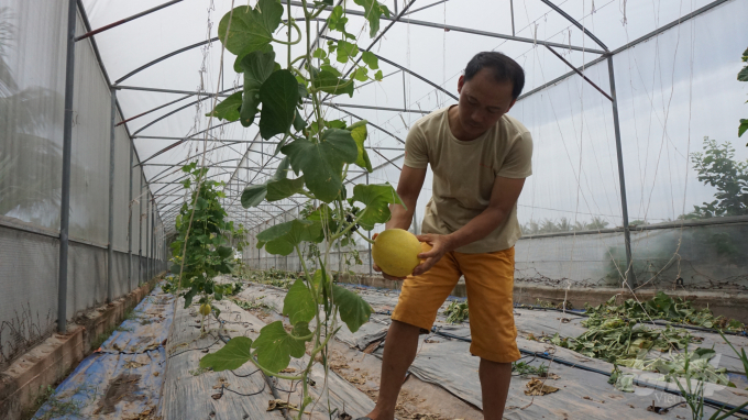 Anh Hưng từng thất bại trong việc áp dụng công nghệ cao vào trồng dưa. Ảnh: Đinh Mười.