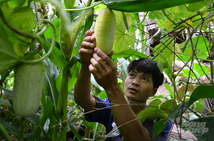 Dưa chuột mèo leo giàn để làm giống. Ảnh: Dương Đình Tường.