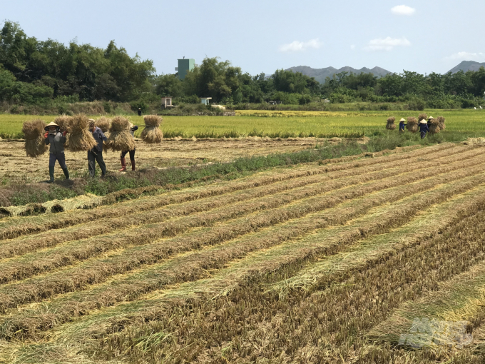 Năng suất lúa vụ ĐX 2019 - 2020 tại Bình Định đạt 70,4 tạ/ha, tăng 0,6 tạ/ha so vụ ĐX năm trước. Ảnh: Vũ Đình Thung.