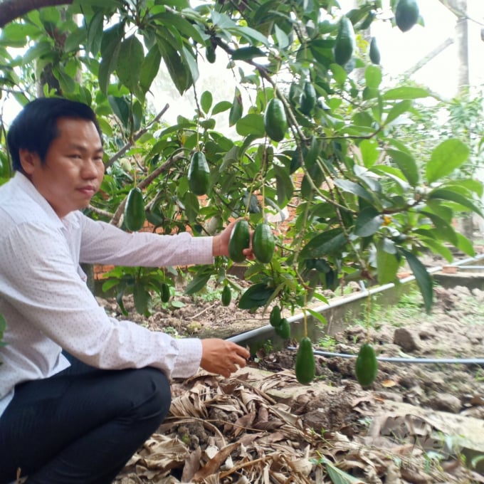 Cây bơ Thanh Sơn trồng tại huyện Thới Bình, tỉnh Cà Mau. Ảnh: Minh Đảm.