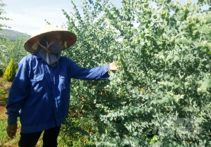 Ngoài việc trồng cây đô la, gia đình bà Bình trồng thêm cây mimosa để lấy cành bán cho các đại lý kinh doanh hoa. Ảnh: Minh Hậu.