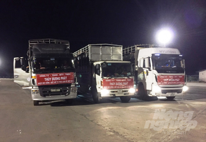 Các xe chở lợn nhập khẩu của doanh nghiệp Thùy Dương Phát chờ làm thủ tục tại cửa khẩu Lao Bảo. Ảnh: CĐ.
