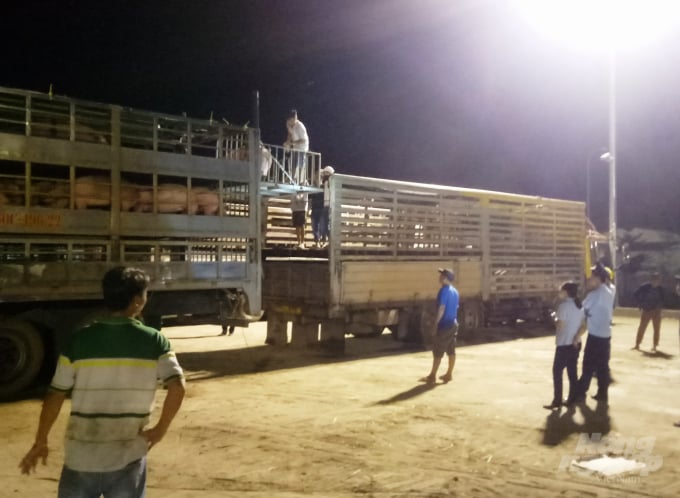 Lực lượng chức năng cửa khẩu Lao Bảo kiểm tra các xe chở lợn trước khi làm thủ tục thông quan. Ảnh: CĐ.