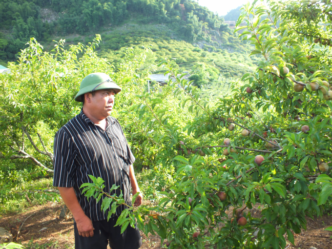 Là cây ăn quả có diện tích lớn, giá trị kinh tế cao, nhưng cây mận chưa được quan tâm đầu tư về kỹ thuật thâm canh tại Vân Hồ, Sơn La. Ảnh: Lê Bền.