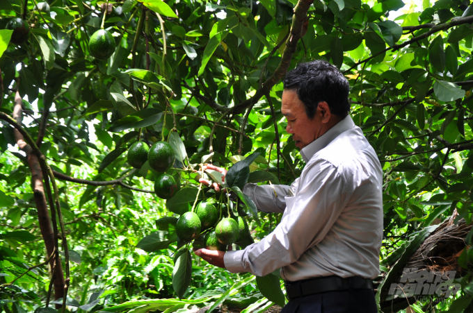 Để tăng thêm nguồn thu nhập, gia đình ông Đỗ Văn Toàn (xã Nam Hà, huyện Lâm Hà, Lâm Đồng) trồng xen bơ cà phê. Ảnh: M.H.