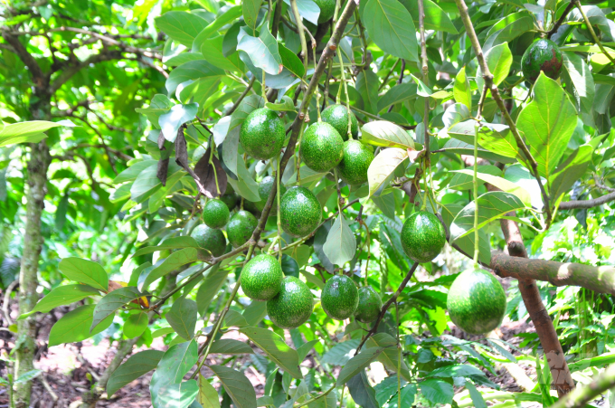 Những năm gần đây, mô hình tròng xen cây ăn trái trong vừn cà phê đã giúp nông dân phát triển kinh tế bền vững. Ảnh: M.H.