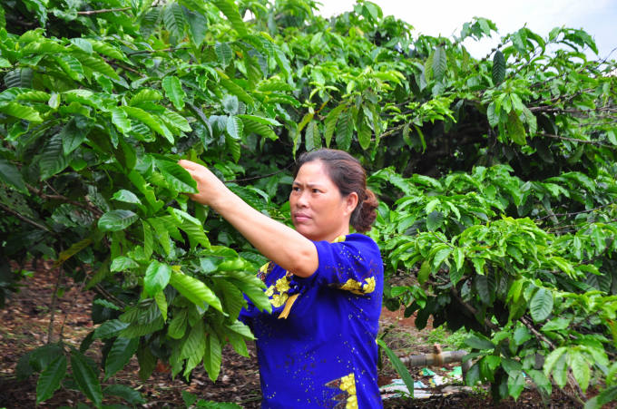 Theo bà Phan Thị Lan (xã Nam Bình, huyện Đăk Song, Đăk Nông), việc tham gia vào hợp tác xã đã giúp bà vững tin trong sản xuất cà phê. Ảnh: M.H.