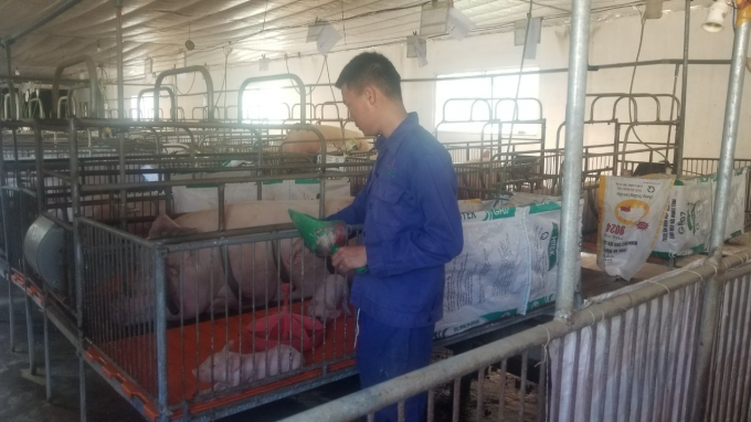 Trại chăn nuôi lợn nái sinh sản kết hợp nuôi lợn thịt khép kín ở Phú Yên. Ảnh: Kim Sơ.