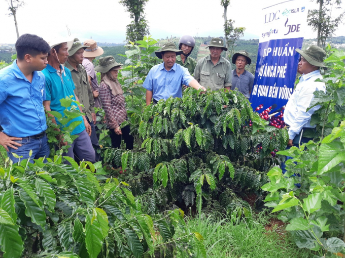 Hướng dẫn nông dân canh tác cà phê bền vững tại Lâm Đồng.