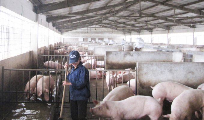 Quảng Bình đã thực hiện một số chương trình hỗ trợ người chăn nuôi để tạo điều kiện cho việc tái đàn lợn. Ảnh: N.Lan.