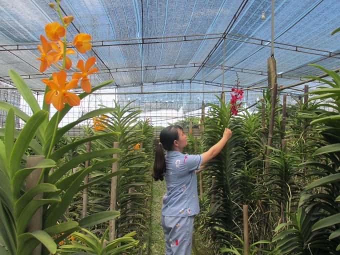 Kỹ thuật nhân giống lan cắt cành Mokara  Vườn Phong Lan