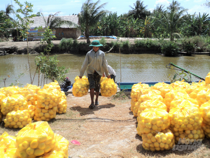Dưa hoàng kim, sản phẩm trồng xen canh trên đất lúa mang lại hiệu quả kinh tế cao ở huyện Vĩnh Thuận. Ảnh: Trung Chánh.