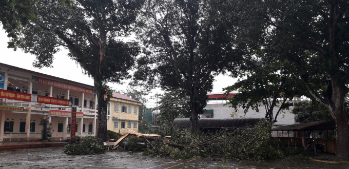 Sau khi cây gỗ lớn trong sân trường bị gãy cành, Trường Tiểu học thị trấn Phố Lu số 1 quyết định chặt hạ cây. Ảnh: TT.