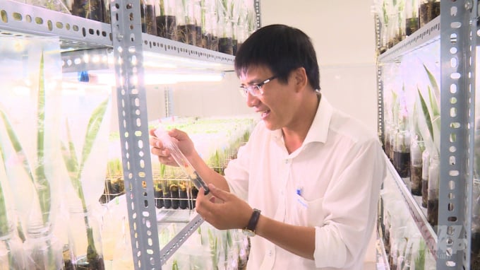 Theo Thạc sỹ Nguyễn Ngọc Trai, trải qua hơn 10 năm, Trường đại học Trà Vinh đã thí nghiệm hàng trăm công thức để hoàn thiện quy trình nhân giống dừa sáp bằng phương pháp nuôi cấy phôi. Ảnh: Minh Đảm.