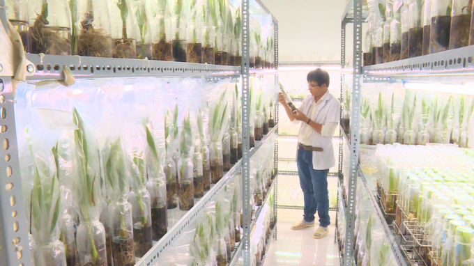 Hiện nay, trường đại học Trà Vinh  đã nhân giống thành công dừa sáp bằng phương pháp nuôi cấy phôi với tỷ lệ thành công đạt 63%, tỷ lệ trái cho sáp đến 95%. Ảnh: Minh Đảm.