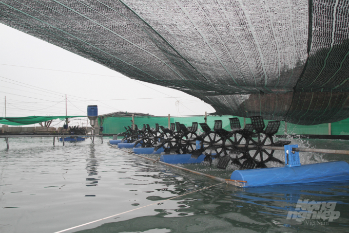 Ngành nghề nuôi trồng thủy sản, đặc biệt là nuôi tôm trên địa bàn Nghệ An có bước phát triển khá toàn diện. Ảnh: Việt Khánh.