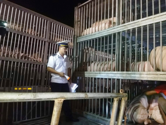 Cán bộ thú y kiểm tra thực tế mặt hàng lợn nhập khẩu. Ảnh: Công Điền.