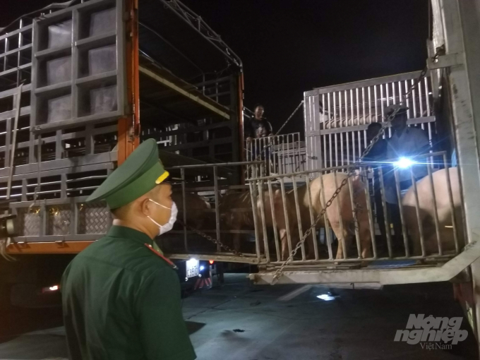 Toàn bộ số lợn nhập khẩu đều được kiểm tra, kiểm dịch dưới sự giám sát của cơ quan chức năng tại cửa khẩu Lao Bảo. Ảnh: Công Điền.
