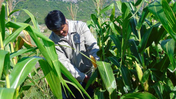 Cán bộ khuyến nông huyện Thuận Bắc (Ninh Thuận) kiểm tra sâu keo mùa thu trên cây bắp.