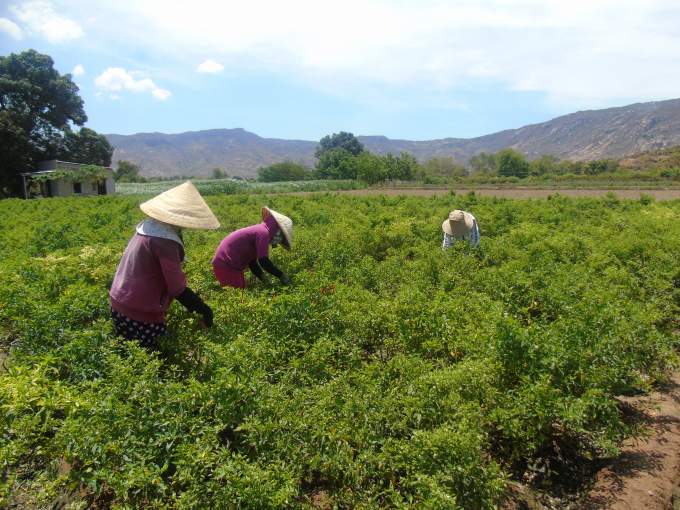 Nông dân Ninh Thuận thu hoạch cây trồng cạn.