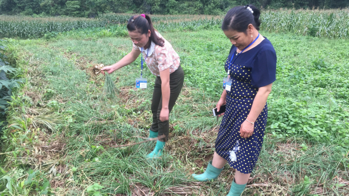 Giống kiệu Đồng Tháp năng suất tốt hơn giống địa phương được đưa vào trồng thử nghiệm tại xã Trung Phúc, huyện Trùng Khánh. Ảnh: Kông Hải.