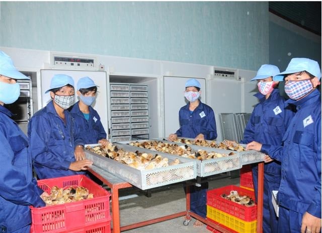 Mỗi năm Công ty TNHH Giống gia cầm Cao Khanh cung ứng ra thị trường từ 25 - 30 triệu con gà ta giống 1 ngày tuổi. Ảnh: Vũ Đình Thung.