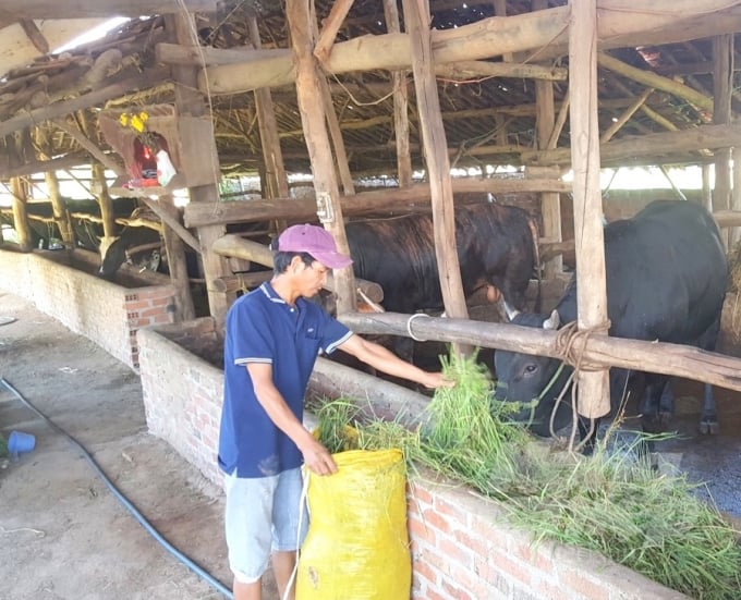 Người chăn nuôi Bình Định đang rất thích giống bò BBB, giống bò chất lượng cao nuôi thịt rất hiệu quả. Ảnh: Vũ Đình Thung.