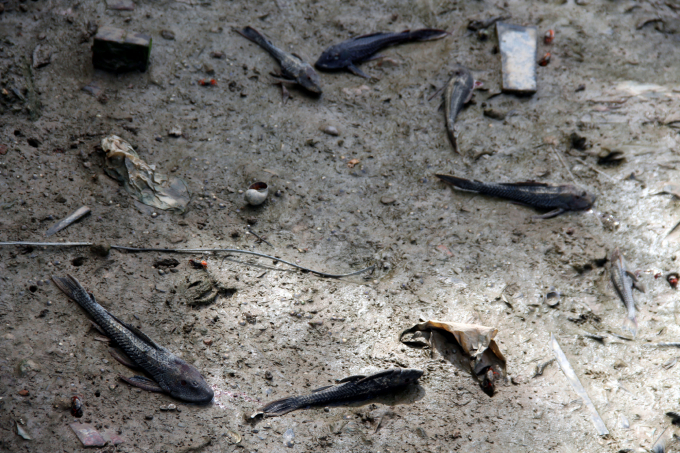 Cá dọn bể, loài cá có sức sống mãnh liệt cũng chết dạt vào mép kênh. Ảnh: Võ Dũng.