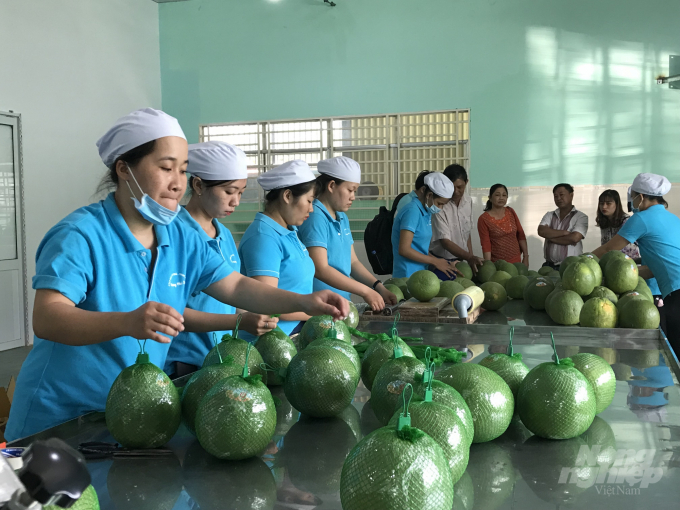 Xuất khẩu rau quả tăng mạnh ở nhiều thị trường tiềm năng. Ảnh: Sơn Trang.
