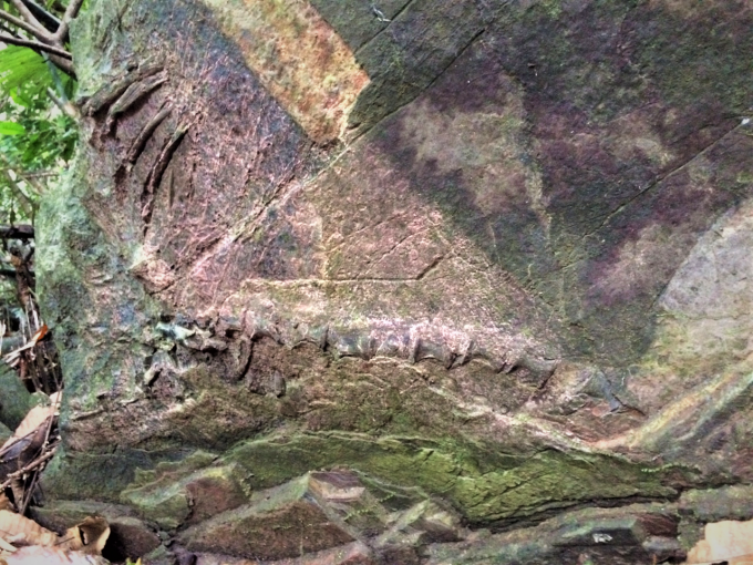 Dấu vết hóa thạch một dạng bò sát Răng Phiến.