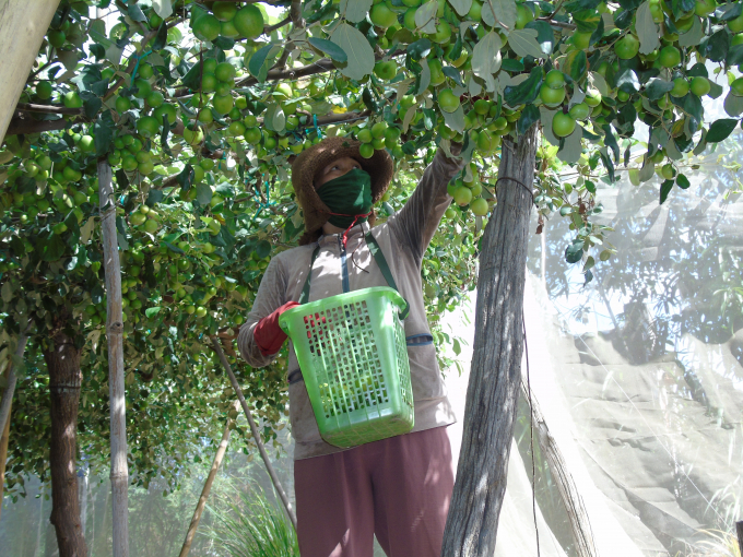Một vườn táo được bao lưới nhằm nâng cao hiệu quả sản xuất.