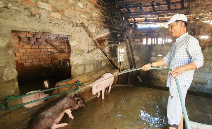 Chăn nuôi lợn ở Quảng Nam vẫn chủ yếu ở quy mô hộ gia đình nhỏ lẻ. Ảnh: Lê Khánh.