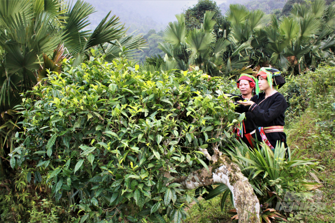 Cây chè Shan tuyết đã giúp nhiều bà con ở vùng cao Hà Giang thoát nghèo hiệu quả. Ảnh: Nguyễn Toán.