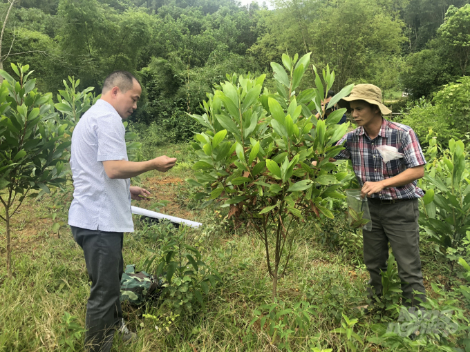 Hơn 100 ha keo tại huyện Chiêm Hóa đồng loạt bị khô héo. Ảnh: Đào Thanh.