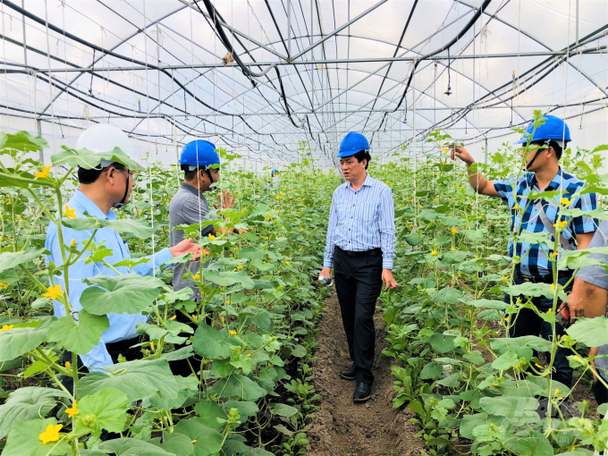 Áp dụng công nghệ tưới Israel kết hợp với hệ thống tự động làm mát có thể trồng được các loại rau ôn đới, giá trị sản xuất từ 4-5 tỷ đồng/ha. Ảnh: Minh Sáng.