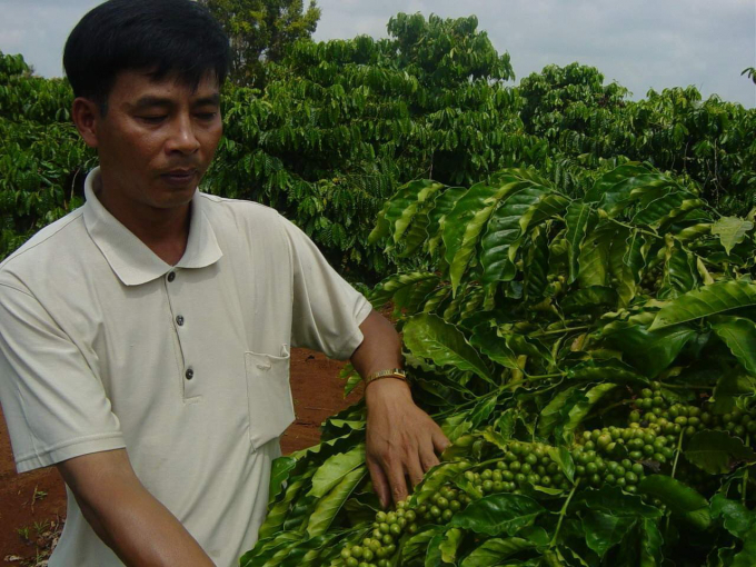 Cần bố trí trồng các giống cà phê có năng suất, chất lượng để phát triển bền vững. Ảnh: MP.