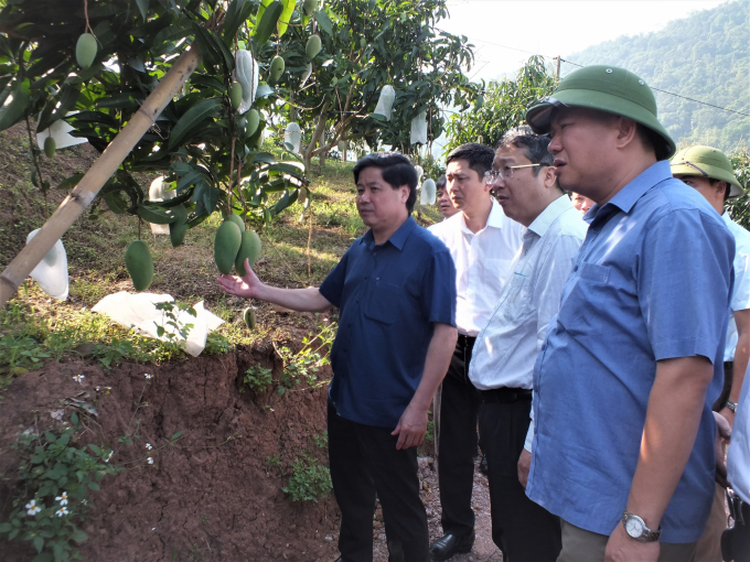Thứ trưởng Lê Quốc Doanh kiểm tra tình hình phát triển cây ăn quả tại tỉnh Sơn La năm 2020. Ảnh: Lê Bền.