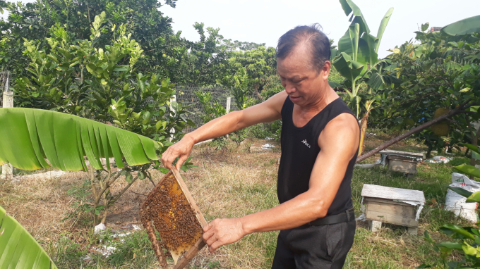 Ông Hoàng Văn Thụ một trong những thành viên tham gia từ ngày đầu thành lập HTX cho biết, phải là những người thật sự tâm huyết mới có thể nuôi ong thành công. Ảnh: Kiều Hải.