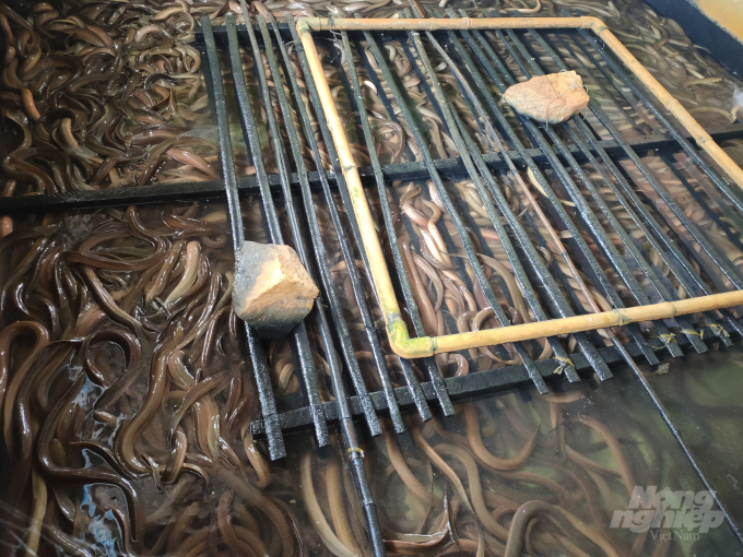Mô hình nuôi lươn không bùn đã được nhân rộng tại 5/5 xã. Ảnh: Trong Linh.