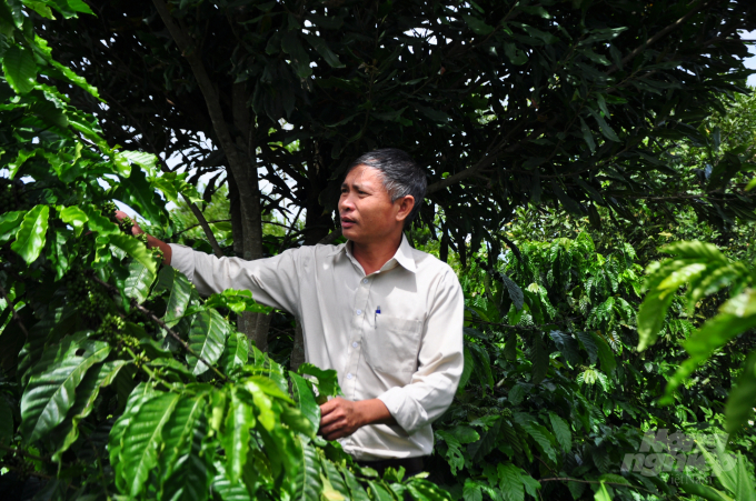 Nông dân xã Nam Hà (huyện Lâm Hà, Lâm Đồng) liên kết sản xuất cà phê sạch theo tiêu chuẩn 4C. Ảnh: M.H.