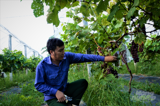 Đây là vườn nho đầu tiên tại Tuyên Quang được trồng thành công với quy mô khá lớn. Ảnh: Đào Thanh.