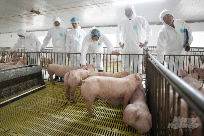 Bộ trưởng NN-PTNT Nguyễn Xuân Cường kiểm tra và đánh giá cao đàn lợn sau cai sữa của trang trại ông Bùi Minh Họa. Ảnh: Tùng Đinh.