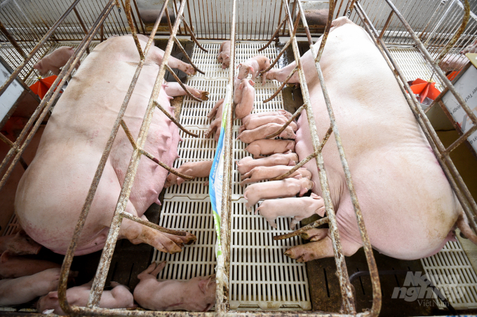Đàn lợn nái trong trang trại của ông Bùi Minh Họa ở huyện An Lão, Hải Phòng. Ảnh: Tùng Đinh.